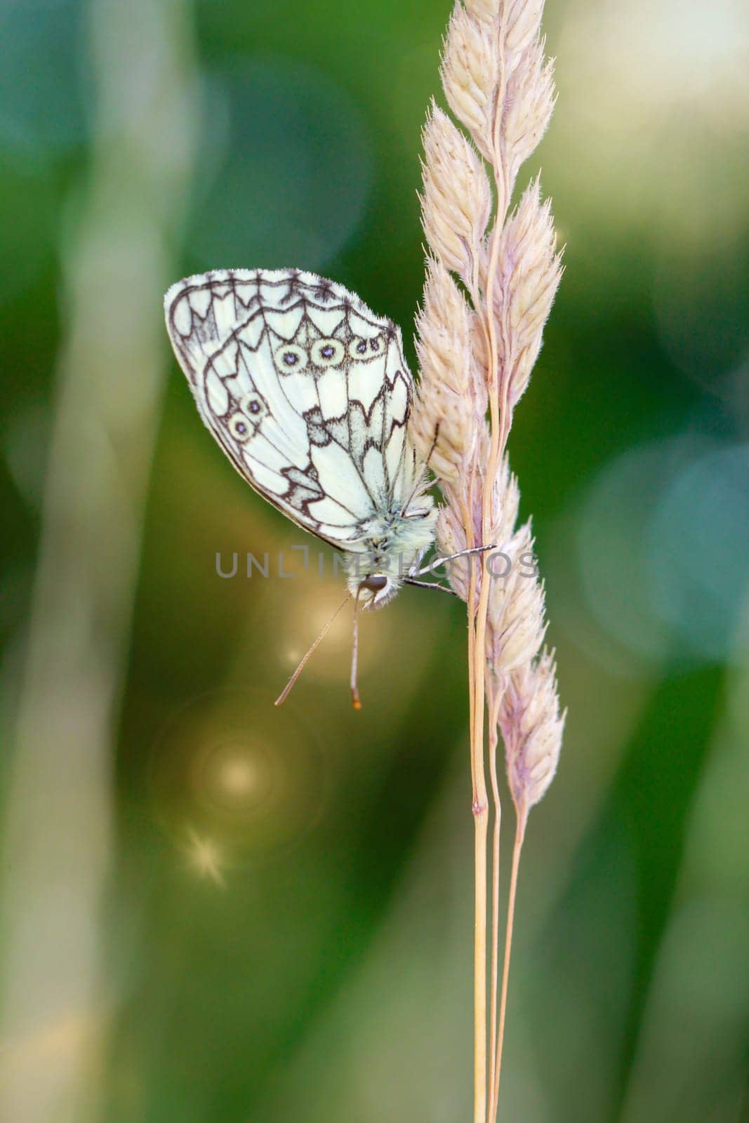 A checkerboard butterfly on a grass plant in a meadow.