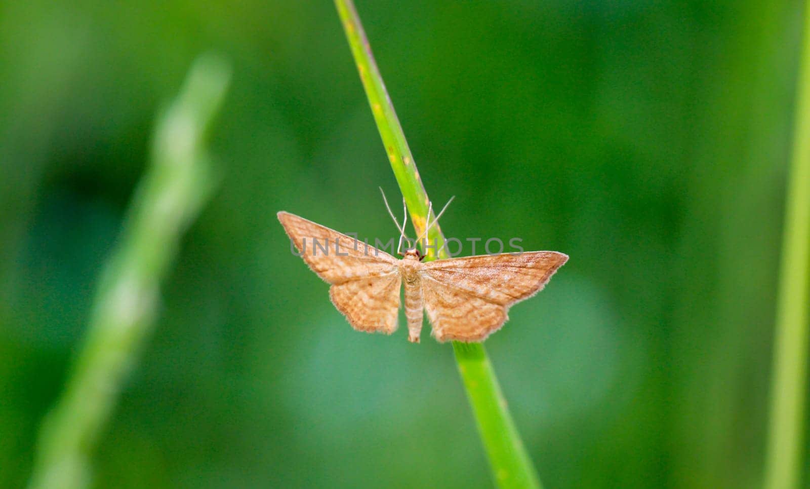 A pagan moth on a blade of grass in a meadow.