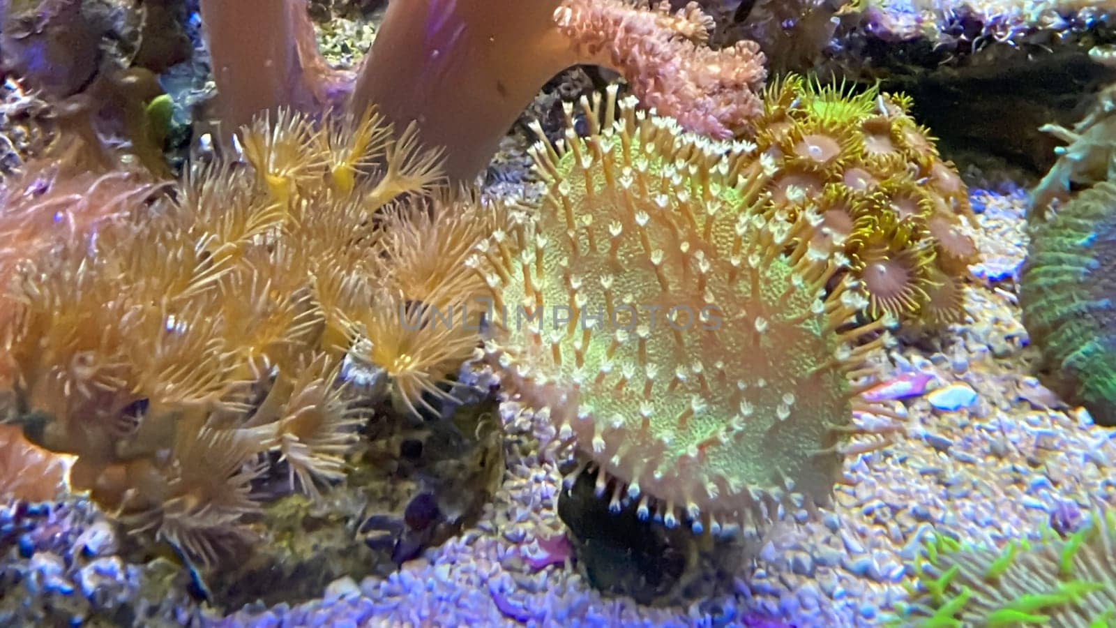 One of many beautiful coral species in a marine aquarium.
