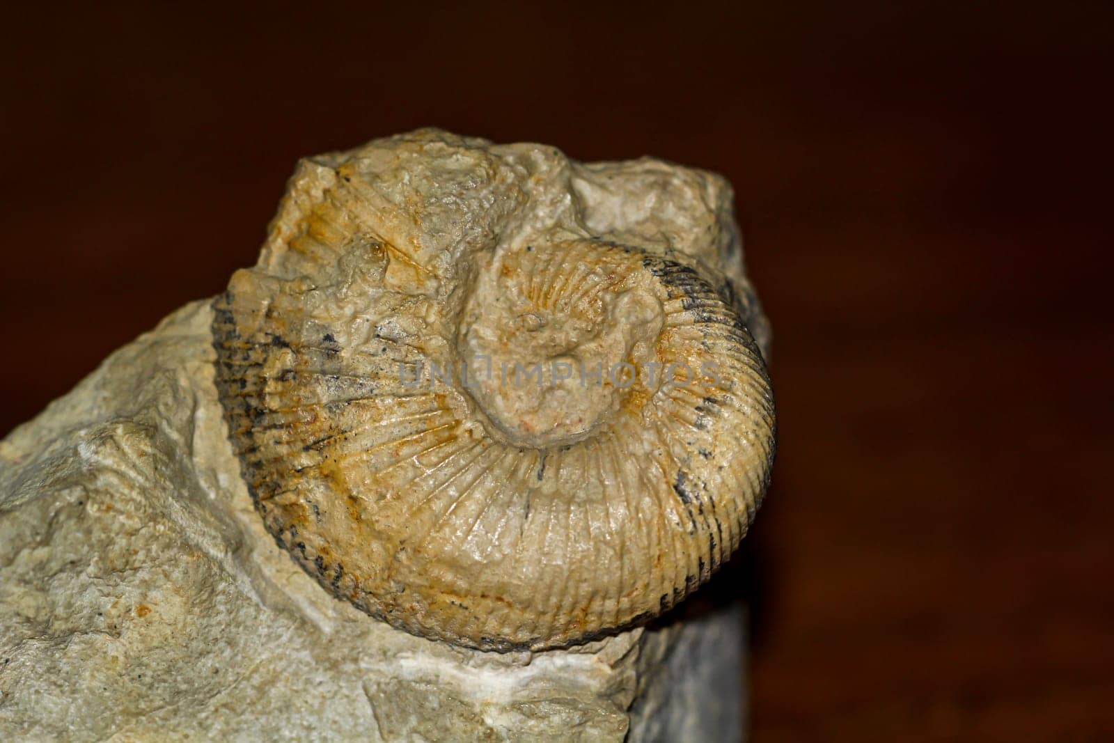 A fossil, a fossilized shell, similar to a snail.