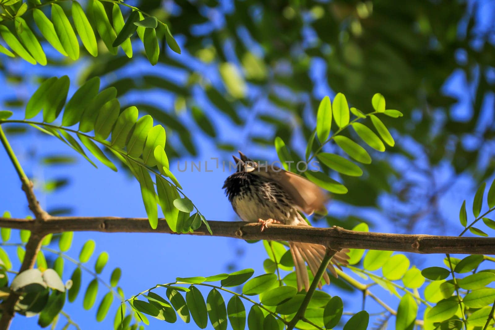 Portrait of a Canary Pipit, Anthus berthelotii, a songbird of the stilt and gaffer.