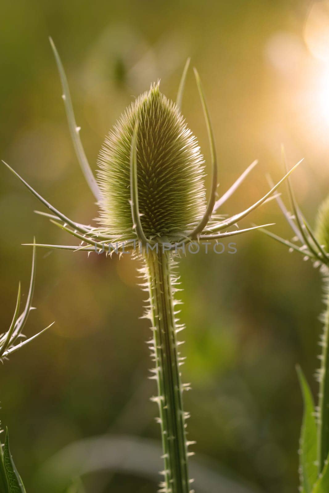The flower of wild cardoon ( Dipsacus fullonum) on a meadow.