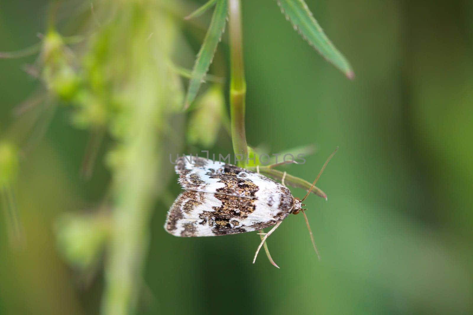 An owl butterfly, gamma owl on the stalk of a plant.