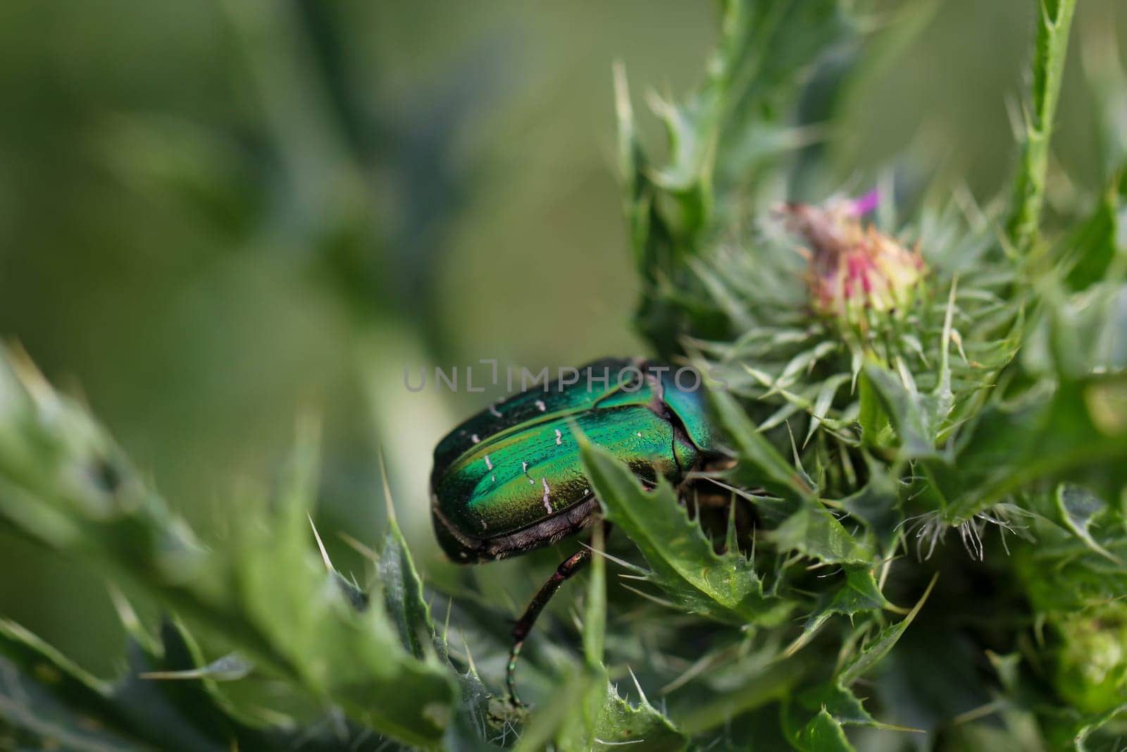A rosebug on a milk thistle. Close up of a green rose beetle.