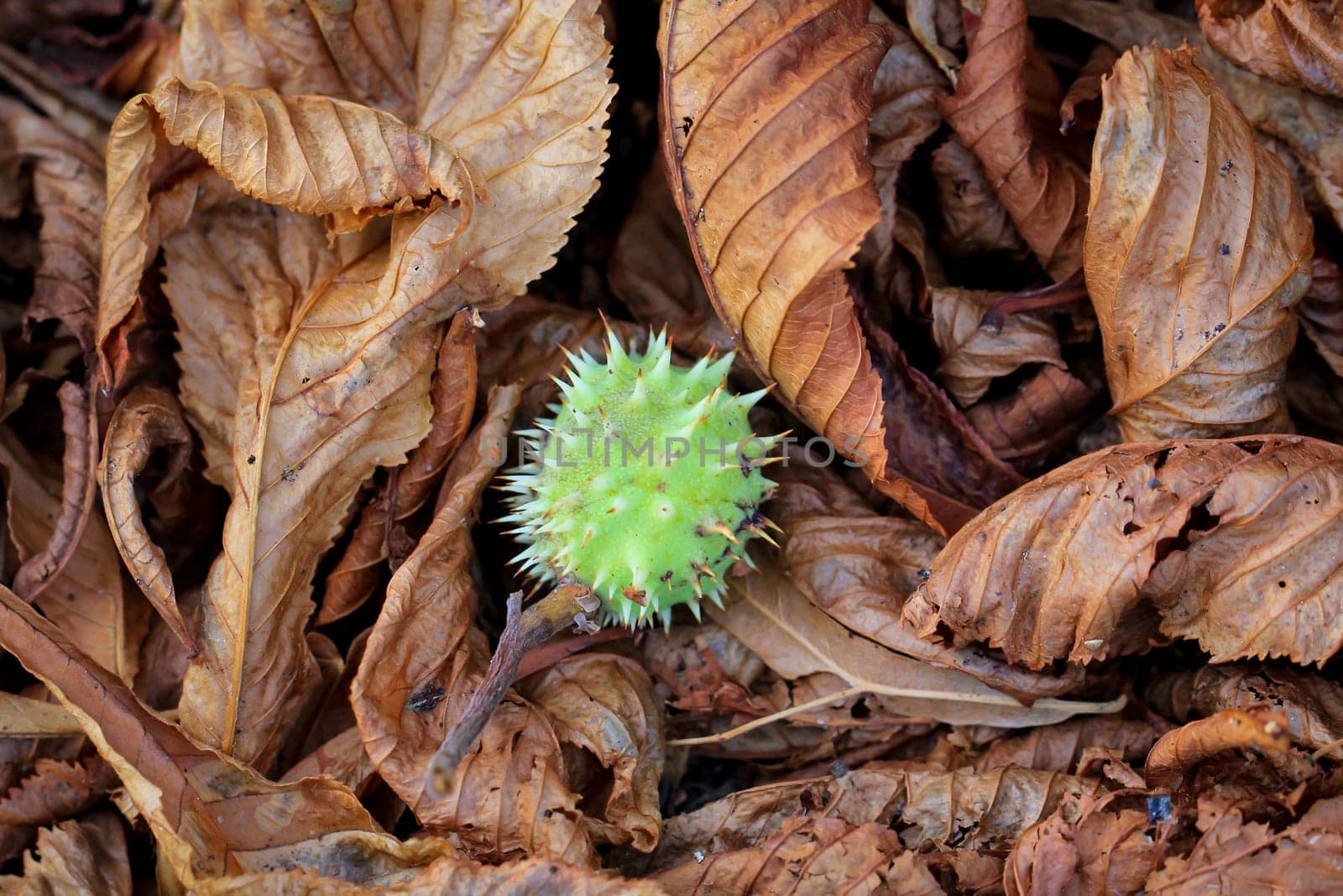 On brown autumn chestnut leaves lies a chestnut in its natural wrapping.