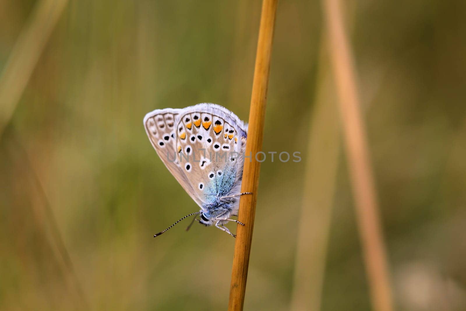 Common Blue butterfly (Polyommatus icarus) sitting on grass