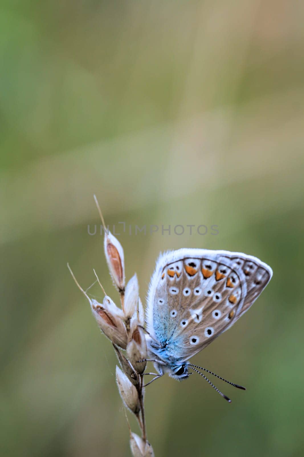 Common Blue butterfly (Polyommatus icarus) sitting on grass