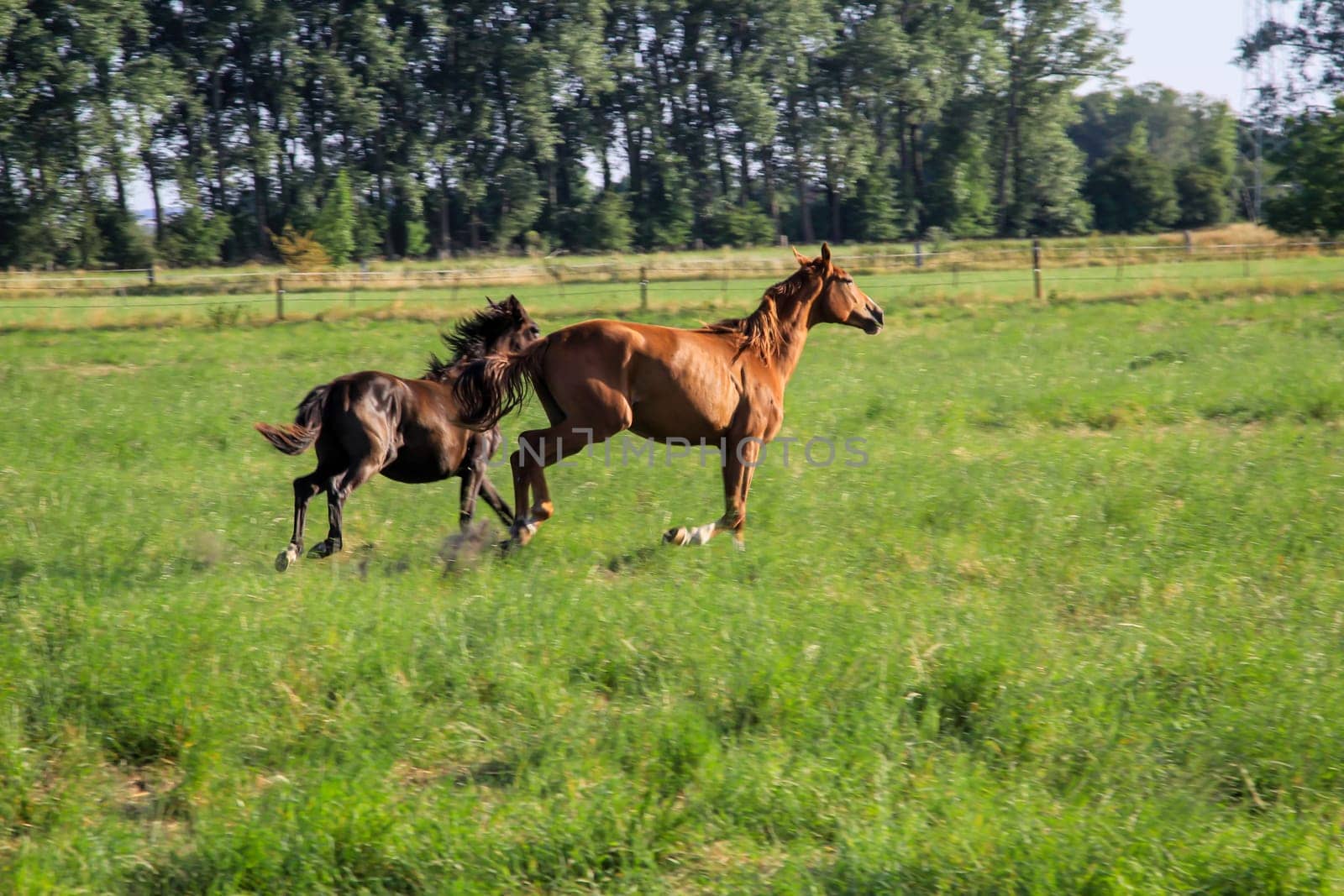 Herd of horses grazing in a field in the morning light.