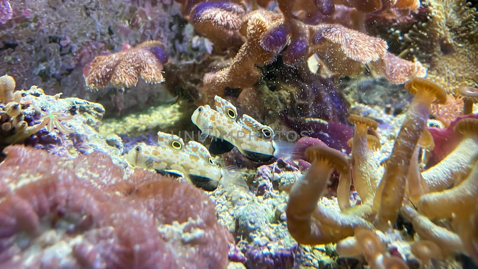 One of many beautiful coral species in a marine aquarium.