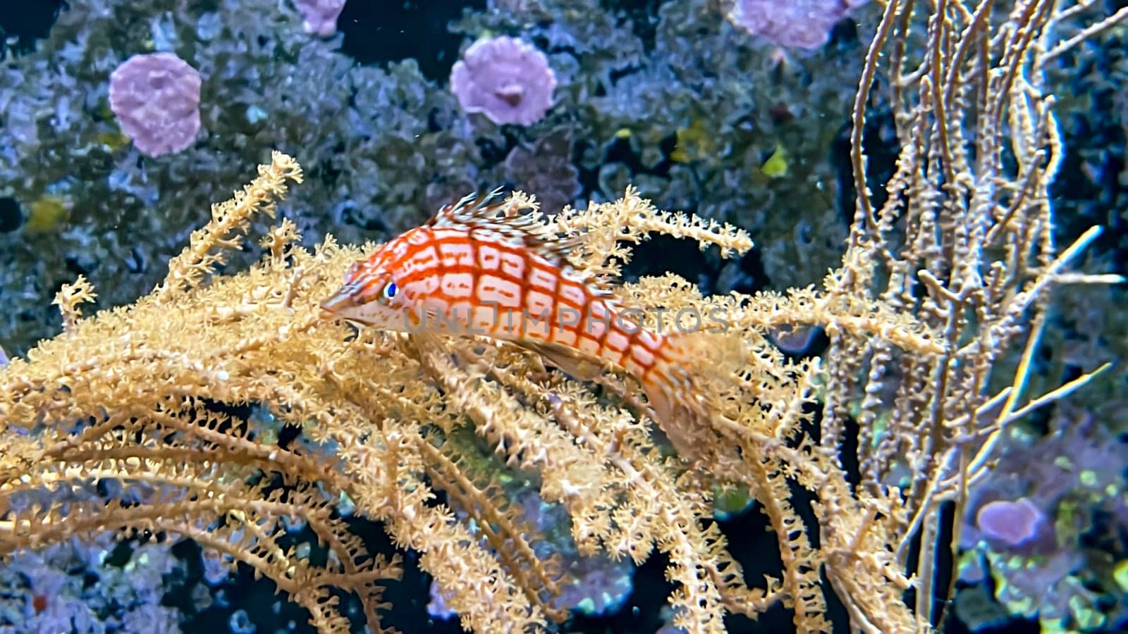 A coral guardian fish lies on a coral and guards it as its territory.