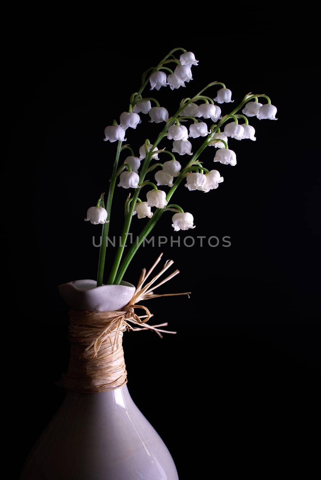 White Lily of the valley, Convallaria majalis plant in close up over black background