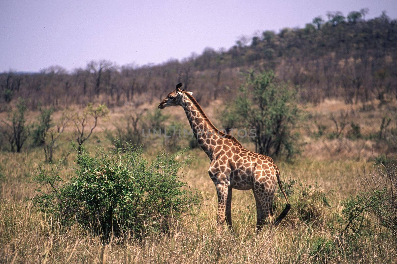 Giraffe (Giraffa camelopardalis), Kruger National Park, Mpumalanga, South Africa