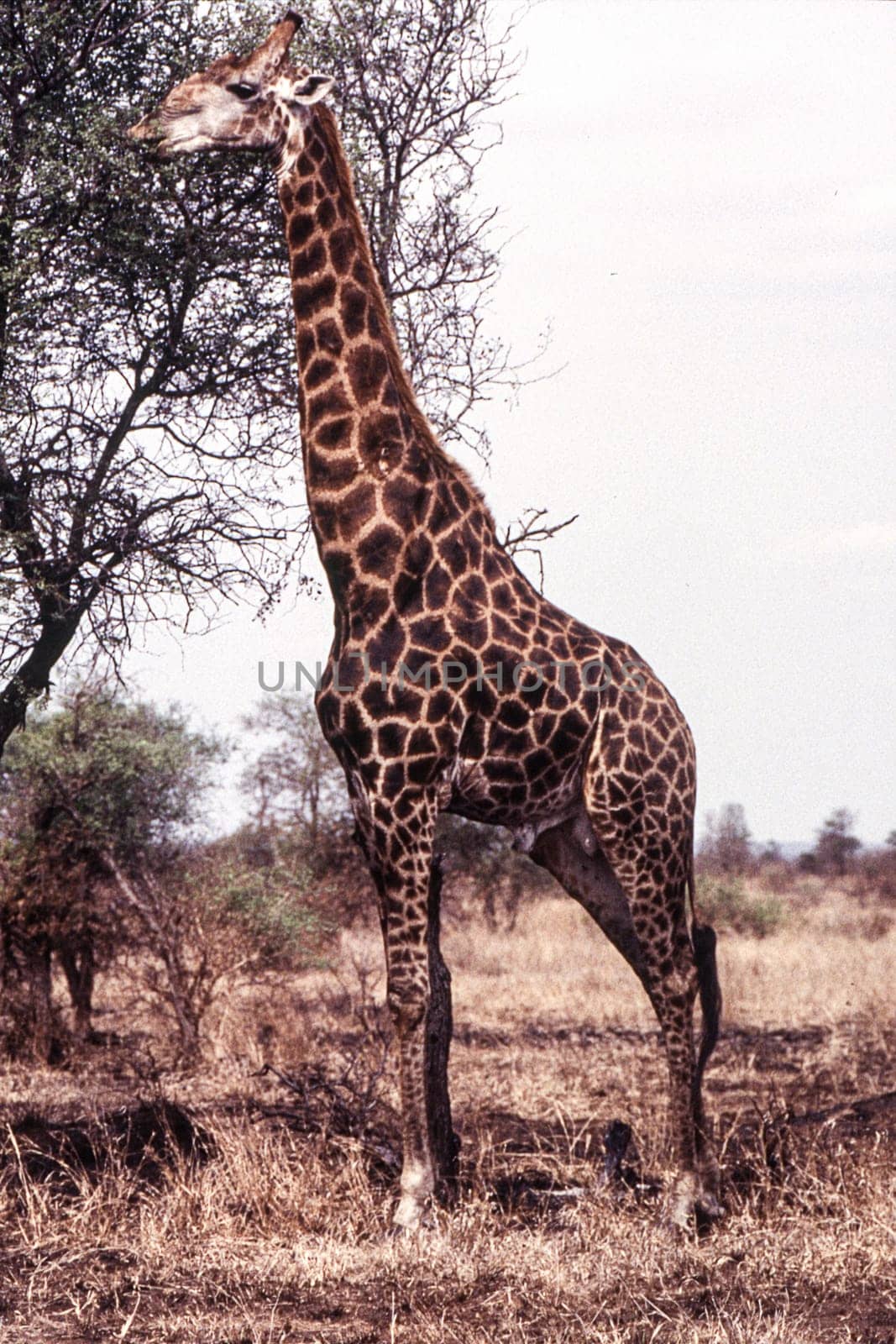 Giraffe (Giraffa camelopardalis), Kruger National Park, Mpumalanga, South Africa