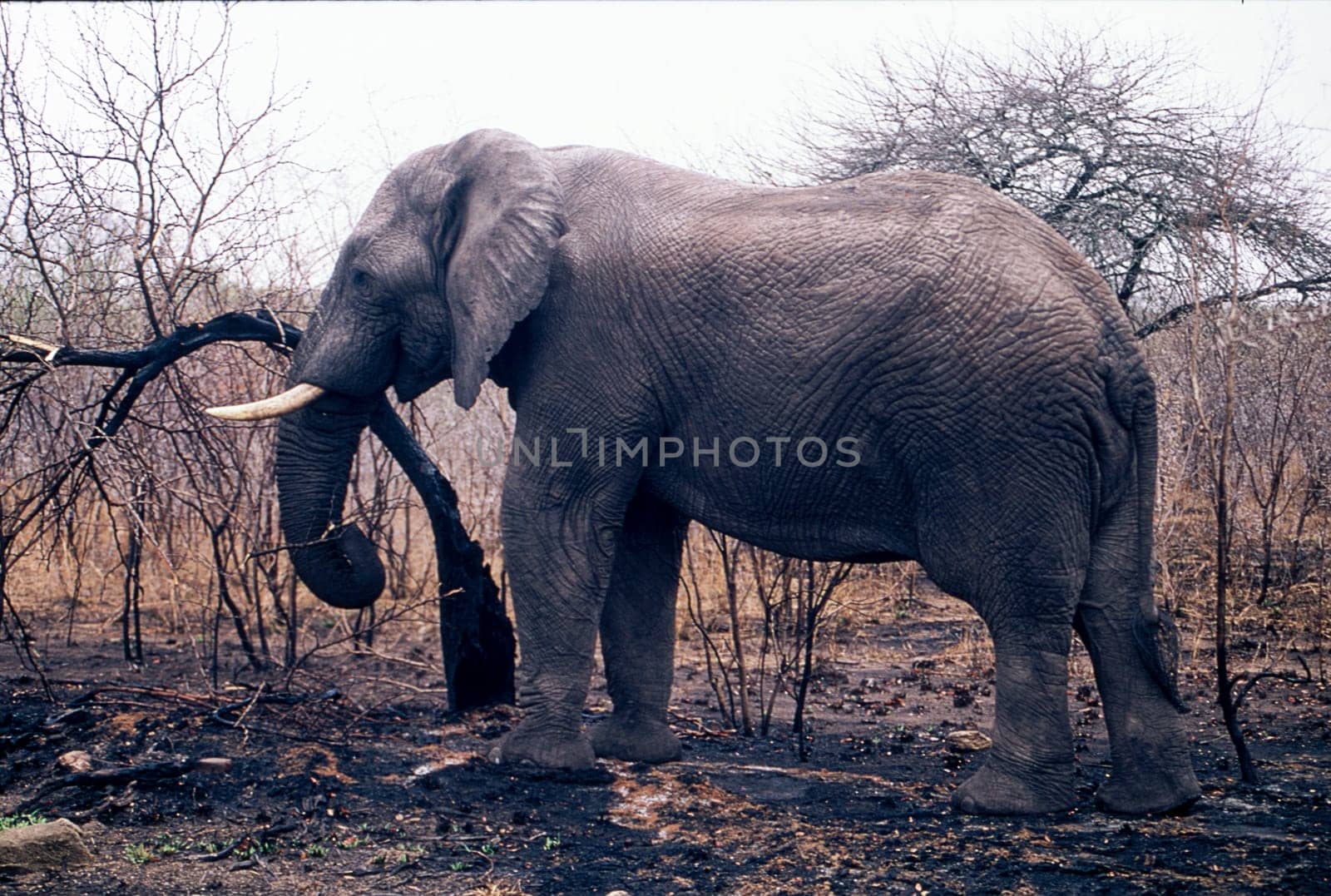 Elephant (Loxodonta africana), Kruger National Park, Mpumalanga, South Africa