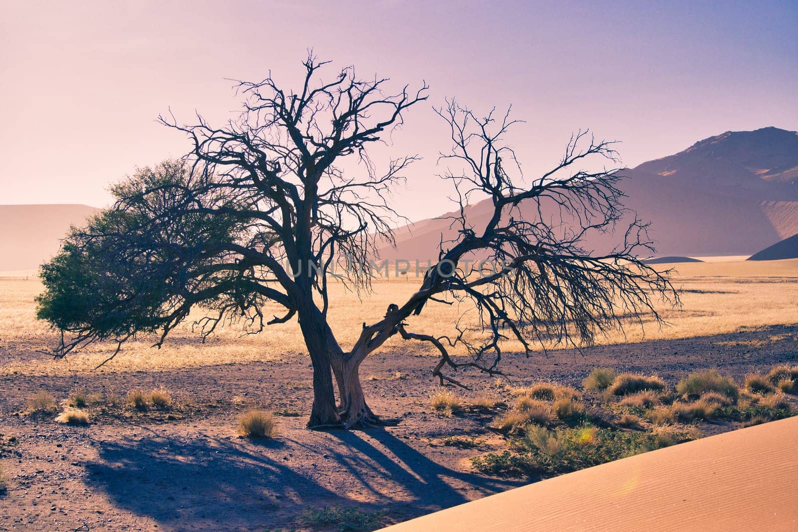 Horizontal shot of a dying tree in the desert of Sossusvlei, Namibia with dramatic light during golden hour. Beauty in nature
