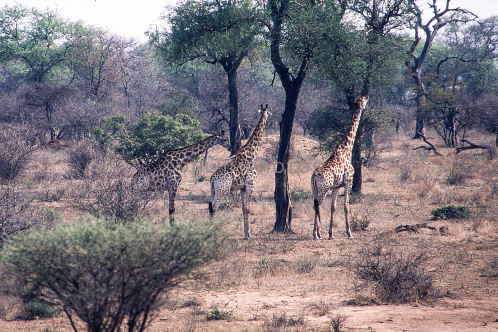 Giraffe (Giraffa camelopardalis), Kruger National Park, Mpumalanga, South Africa
