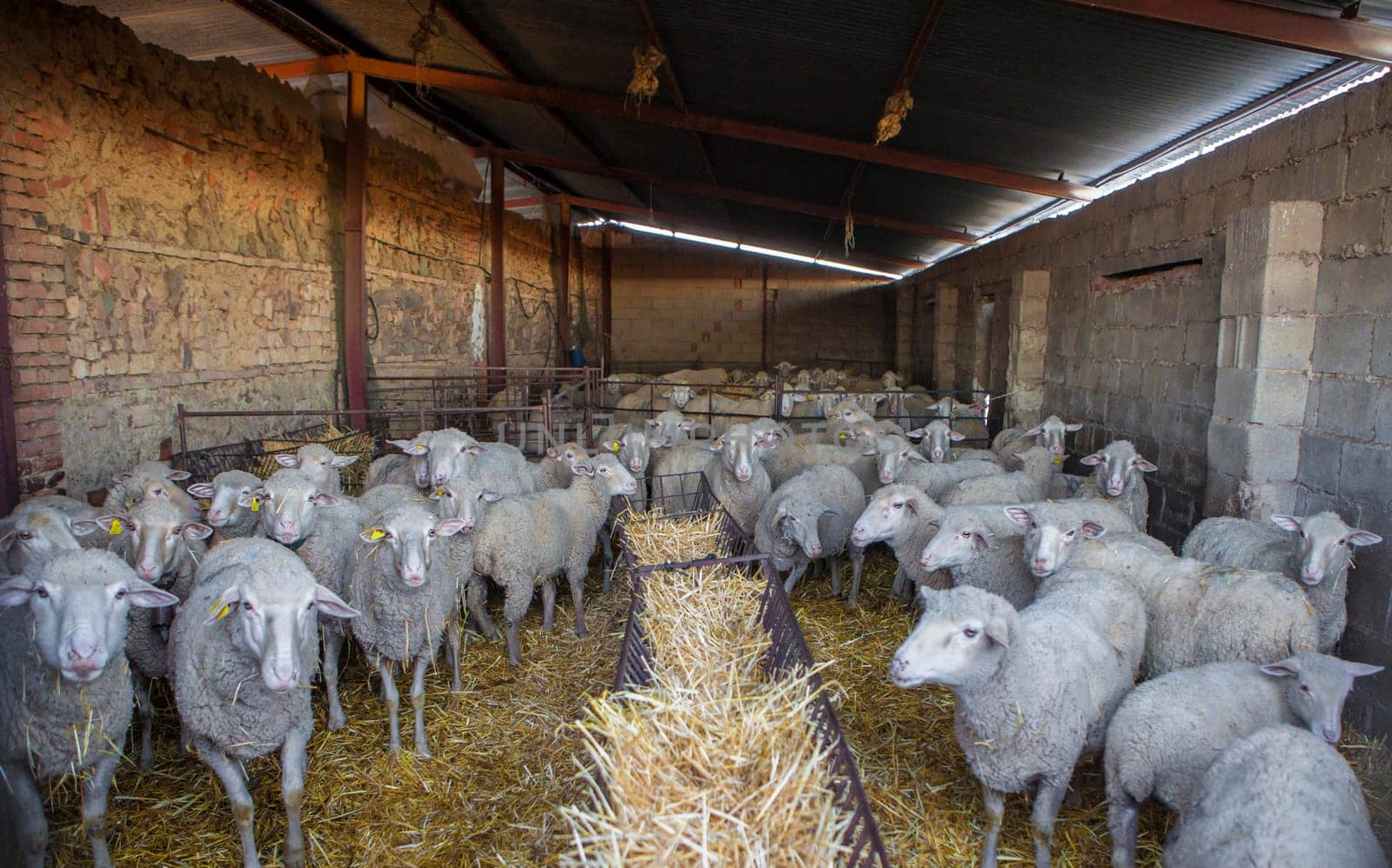 Flock of sheep in the stable about to go out to pasture. Selective focus