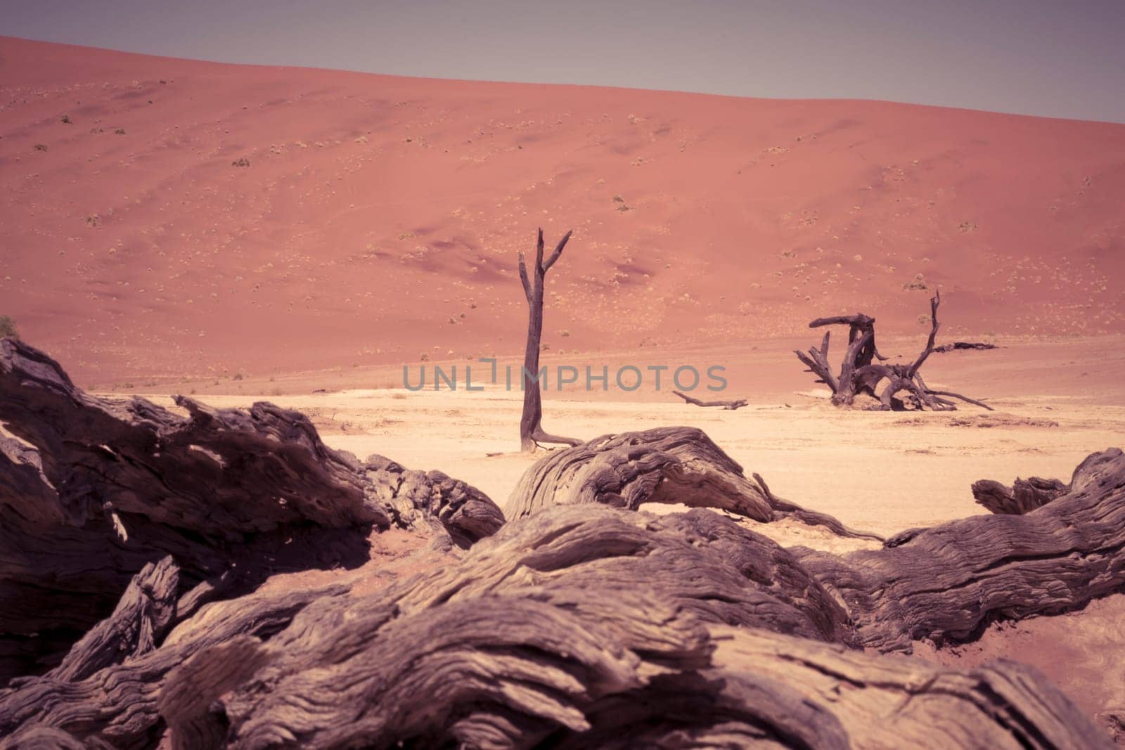 Dead wood of a tree and red sand dune at Deadvlei in Namibia. Close-up and selective focus.