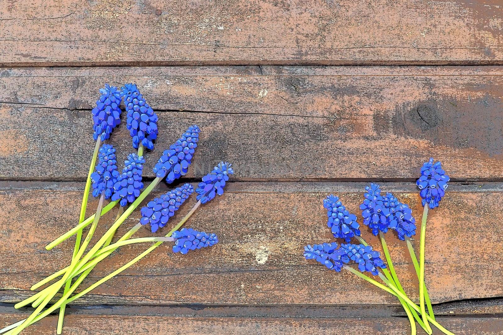 Blue spring flowers on a wooden background. Muscari armeniacum on a wooden background. Bright postcard, congratulations. Copy space still life flat lay. Dark shabby old wood. Armenian grape hyacinth