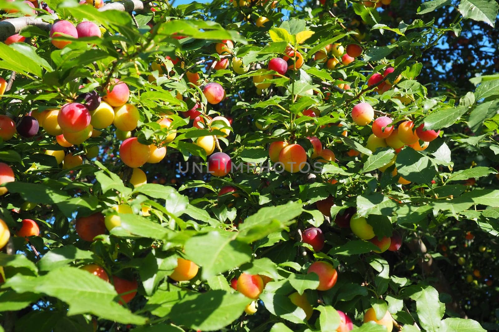 Prunus cerasifera is a species of plum known by the common names cherry plum and myrobalan plum. ornamental tree for garden and landscaping. Yellow and red plum fruits on the branches.