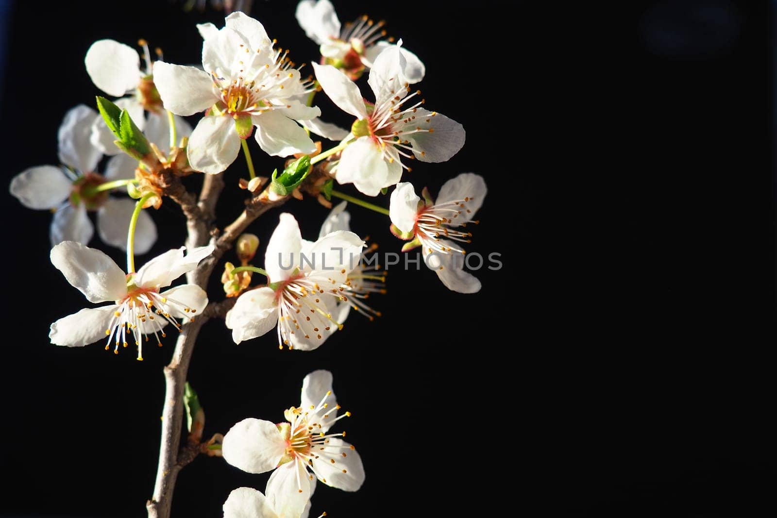 Bird cherry or cherry flowers on a black background. Close-up of a beautiful branch with white flowers. Bright spring bouquet. Prunus padus, known as bird cherry, hackberry, hagberry, or Mayday tree.