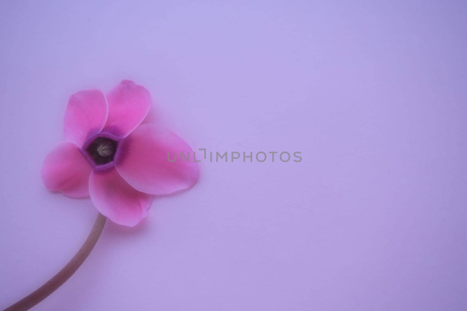Cyclamen flower side view on pink purple background with blurred tender focus. One flower with five petals, Stem without leaves. Copy space. Foggy effect. Beautiful exquisite cyclamen flower postcard