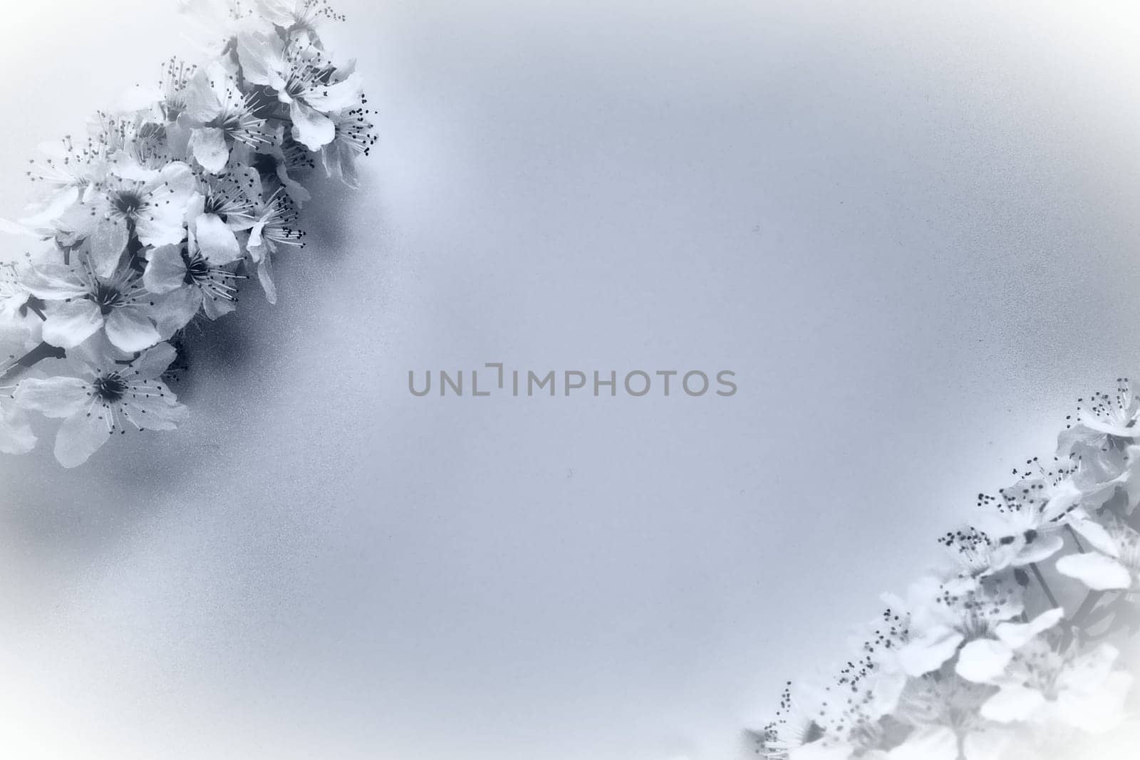Bird cherry, cherry or sweet cherry flowers and copy space in the middle. Spring flowers and abstract background. Two branches with many flowers. Monochrome black and white photo. Postcard for text.