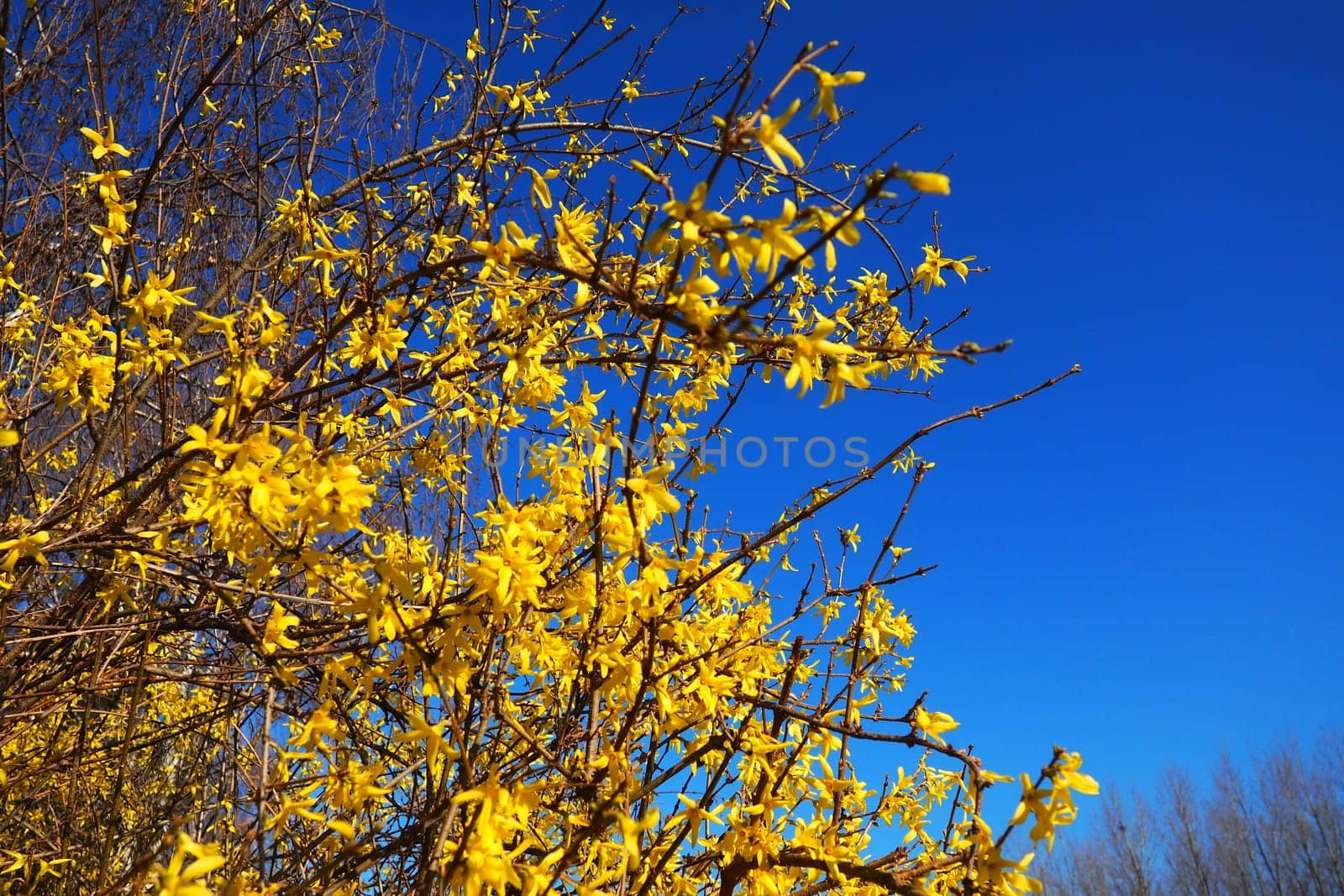 Forsythia is a genus of shrubs and small trees of the Olive family. Numerous yellow flowers on branches and shoots against a blue sky. Lamiaceae Olive family Genus Forsythia.
