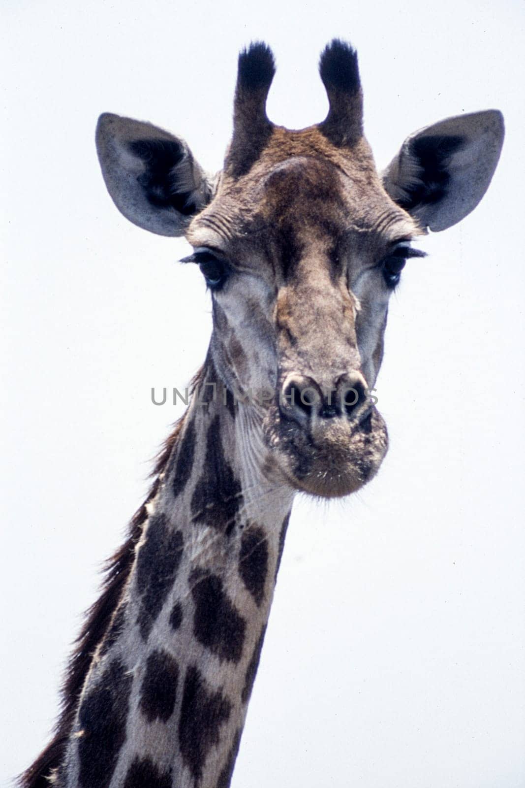 Giraffe (Giraffa camelopardalis), Kruger National Park, Mpumalanga, South Africa