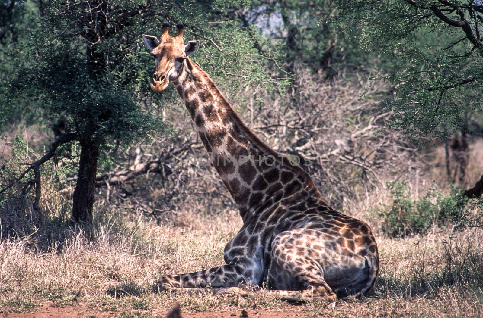Giraffe (Giraffa camelopardalis), Kruger National Park, Mpumalanga, South Africa