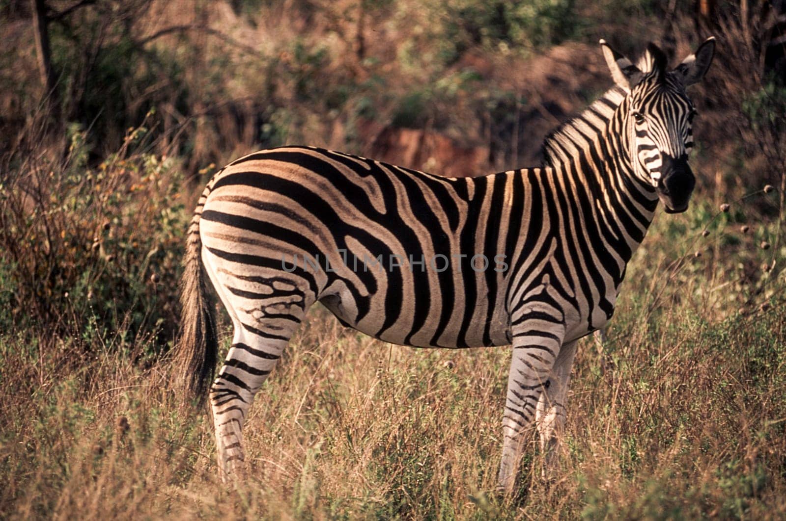 Plains Zebra (Equus burchellii), Kruger National Park, Mpumalanga, South Africa.