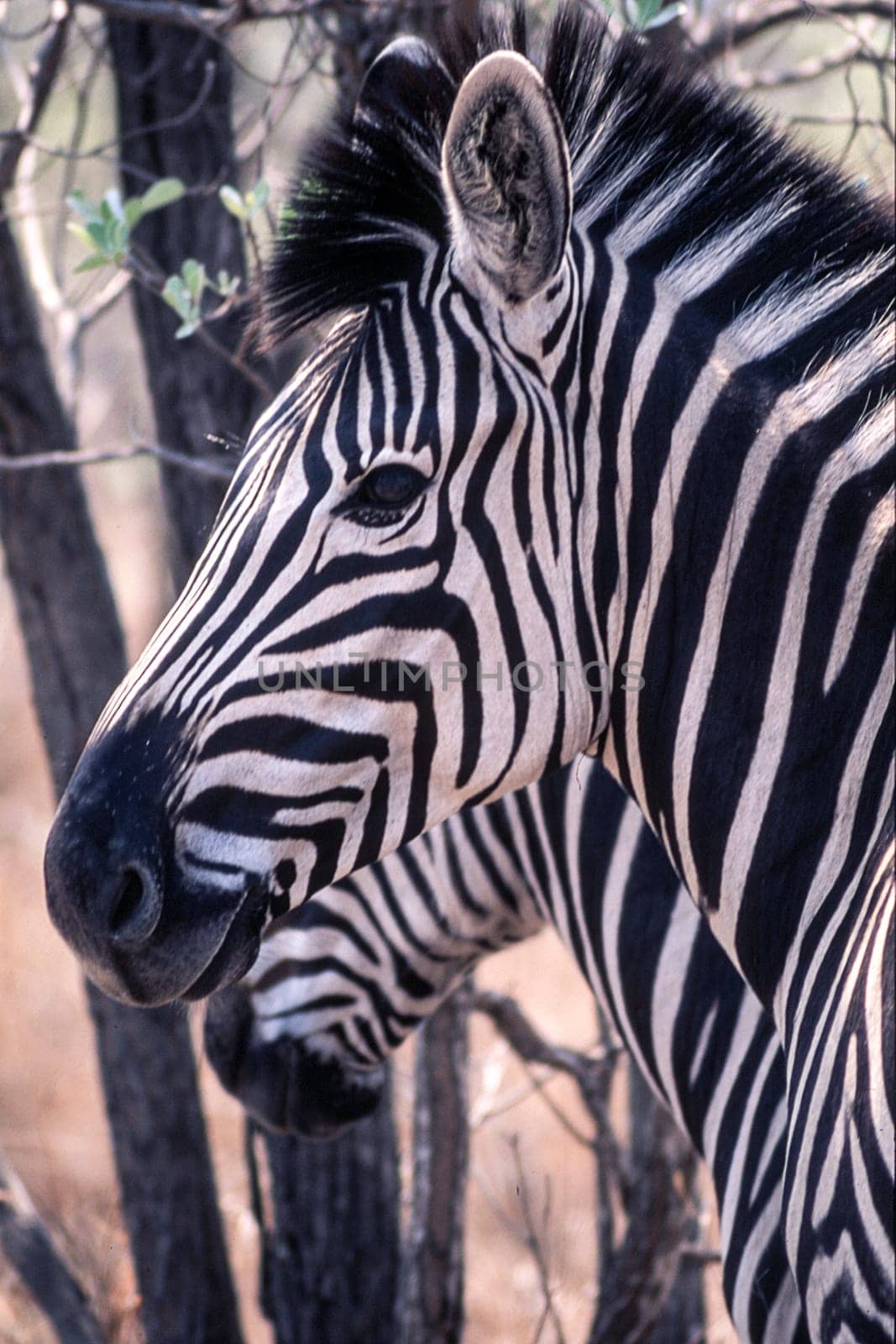 Plains Zebra (Equus burchellii), Kruger National Park, Mpumalanga, South Africa
