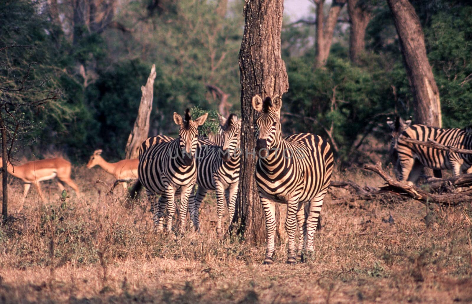 Plains Zebra (Equus burchellii), Kruger National Park, Mpumalanga, South Africa