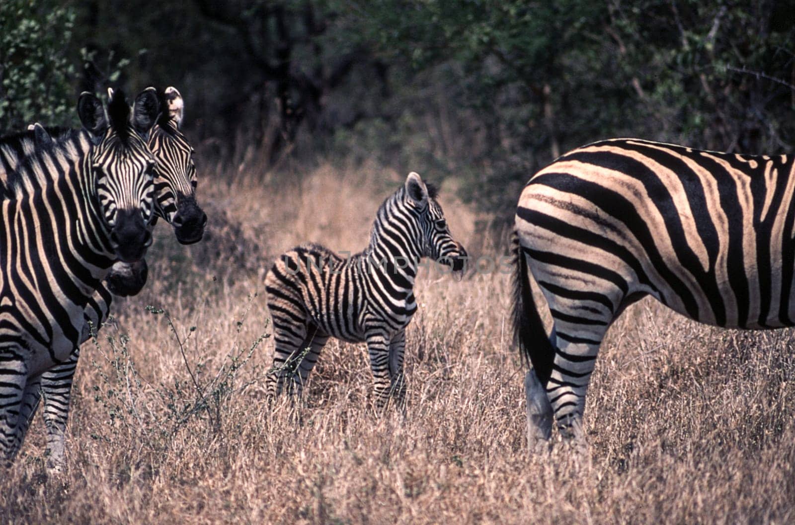 Plains Zebra (Equus burchellii), Kruger National Park, Mpumalanga, South Africa