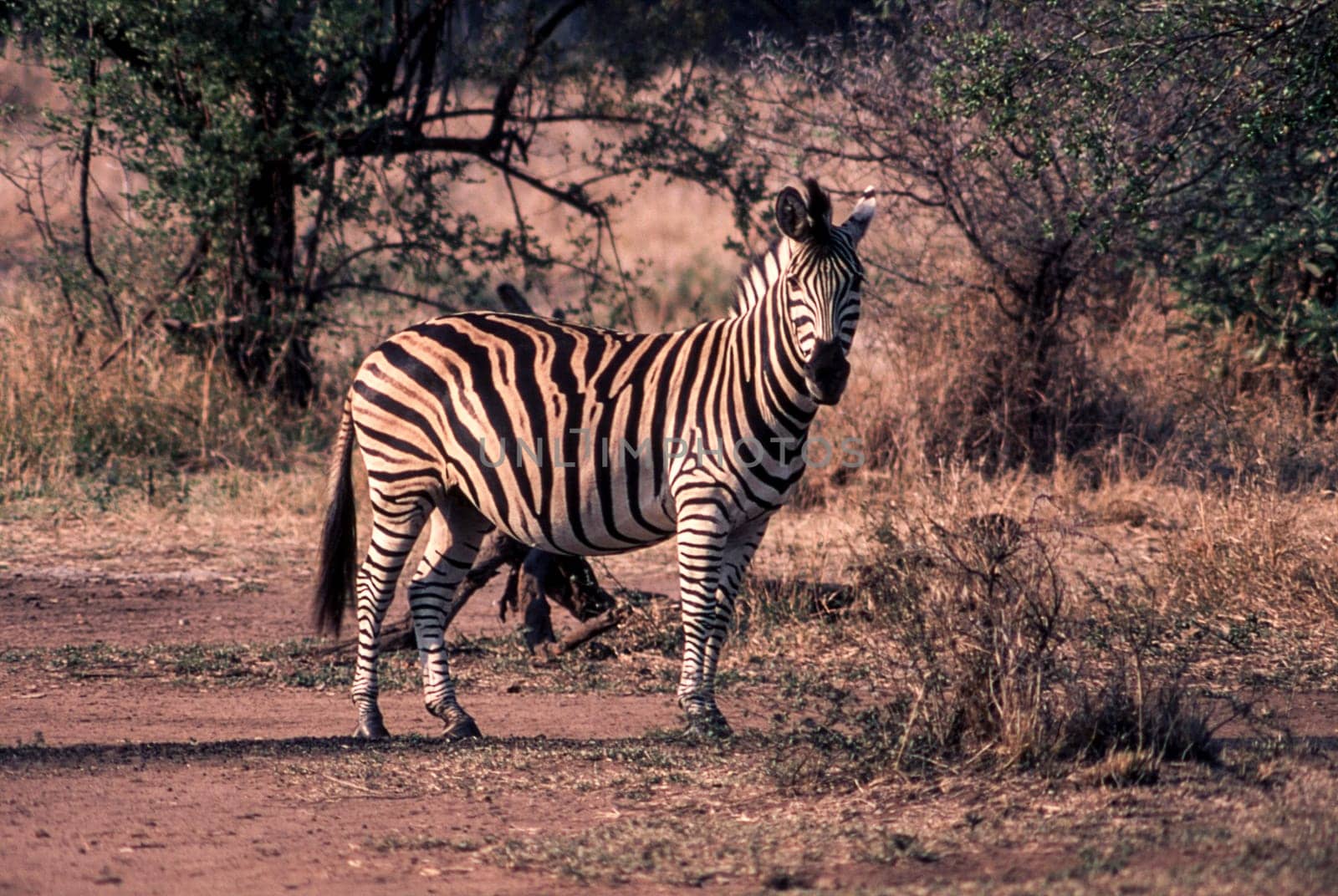 Plains Zebra (Equus burchellii), Kruger National Park, Mpumalanga, South Africa