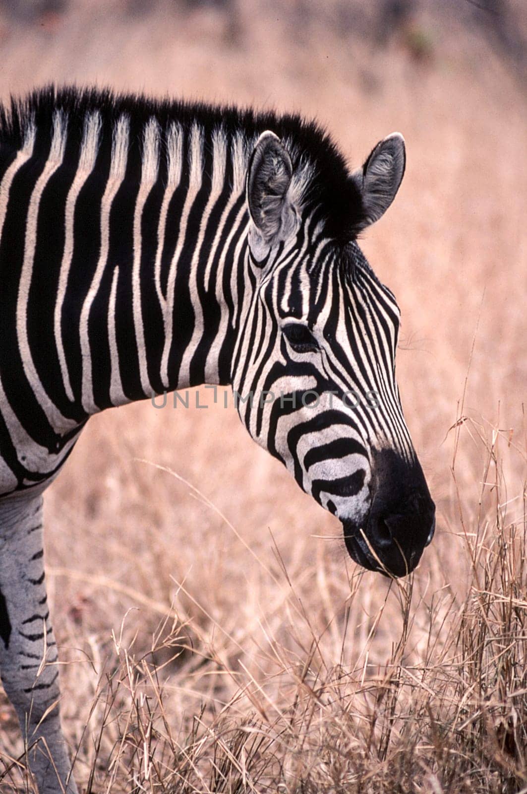Plains Zebra (Equus burchellii), Kruger National Park, Mpumalanga, South Africa