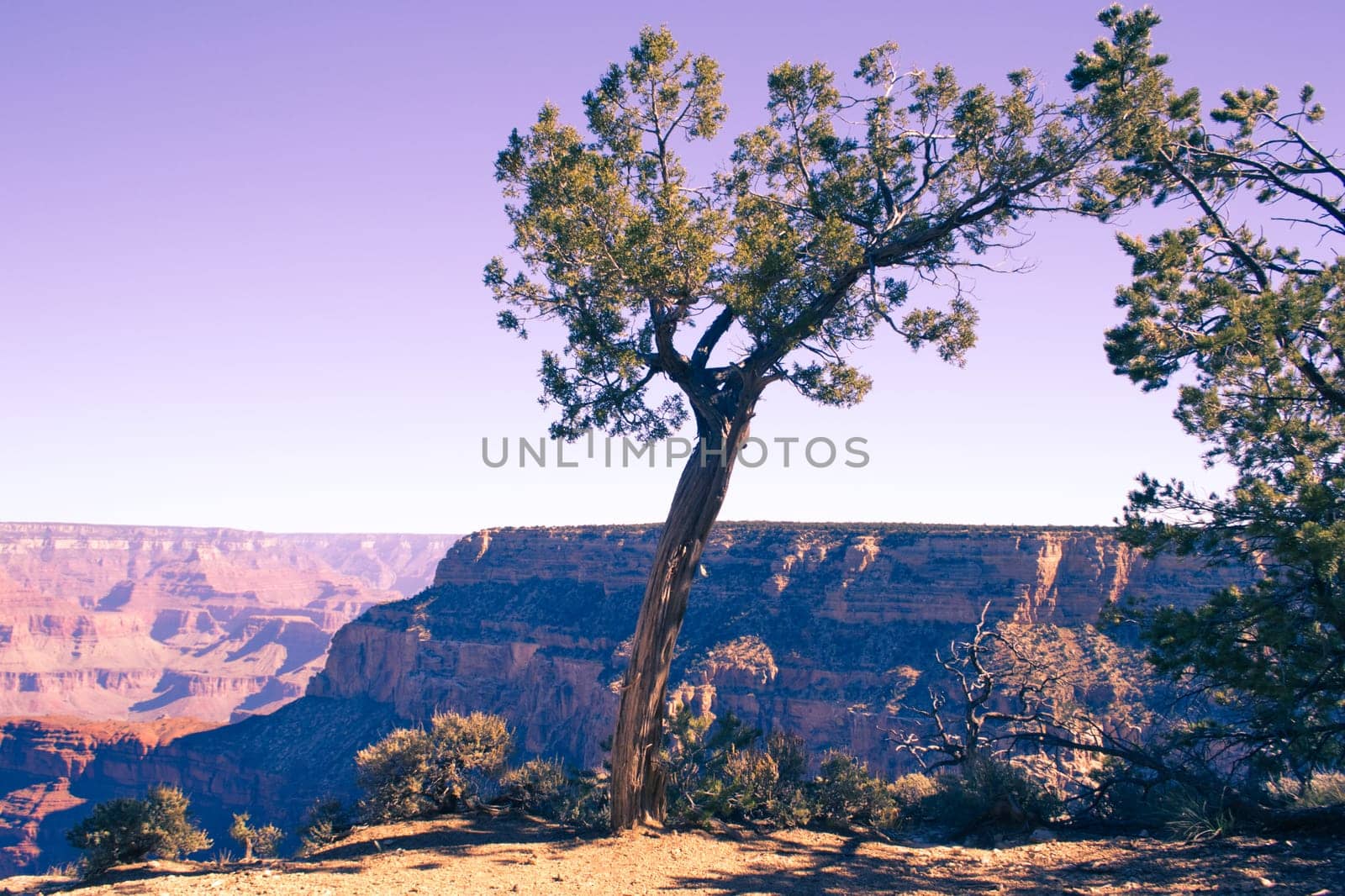 Moody atmosphere at Grand Canyon National Park. Tree in foreground.