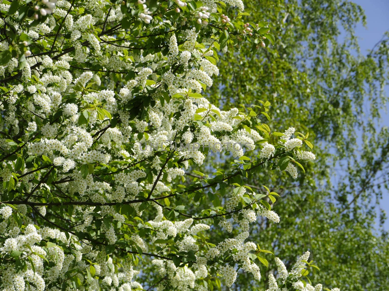 lush white flowers, bird cherry blossoms background