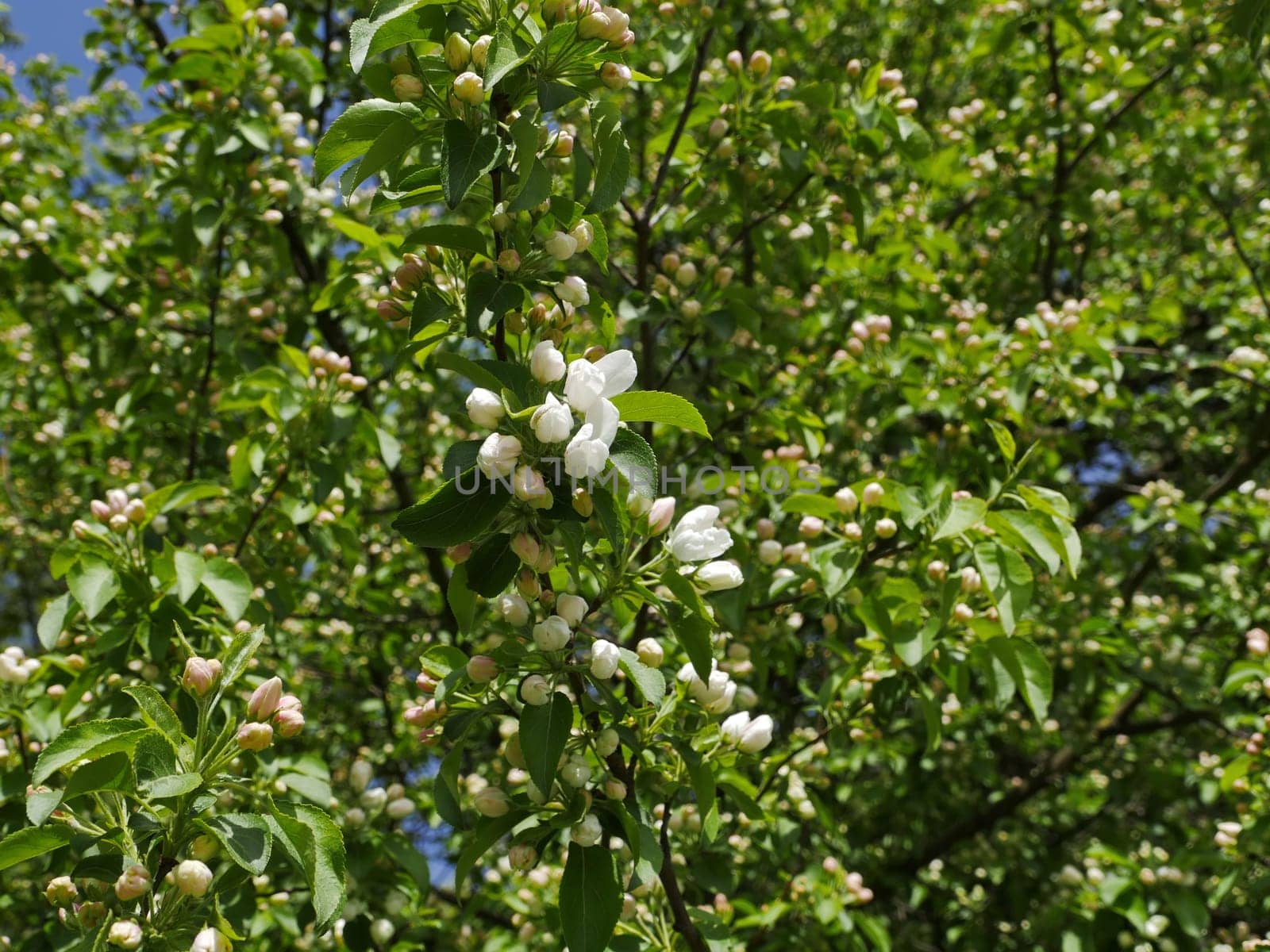 Apple tree blossoms, exuberant spring bloom, spring background