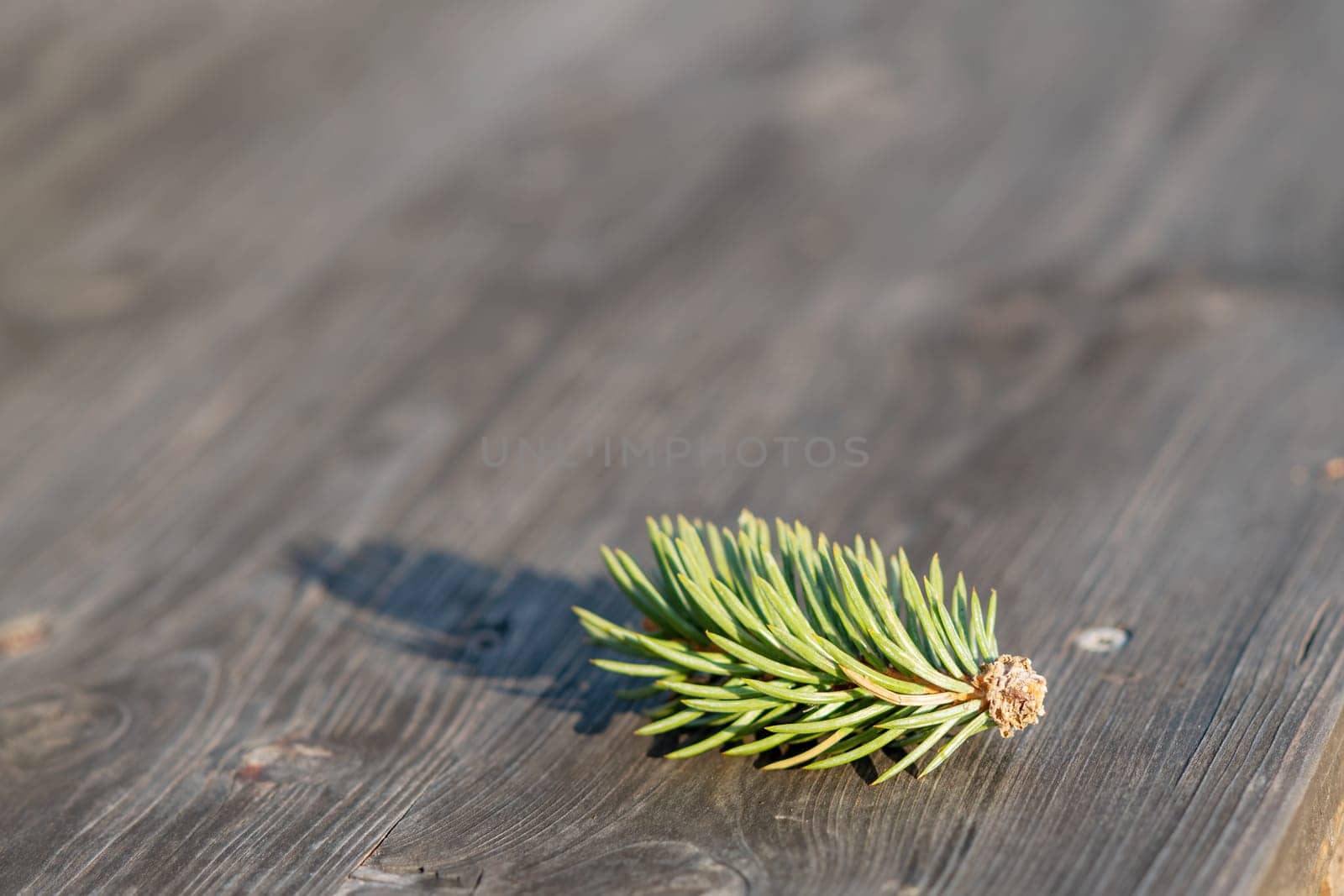 Pine branch on a wooden background. Christmas and New Year background.