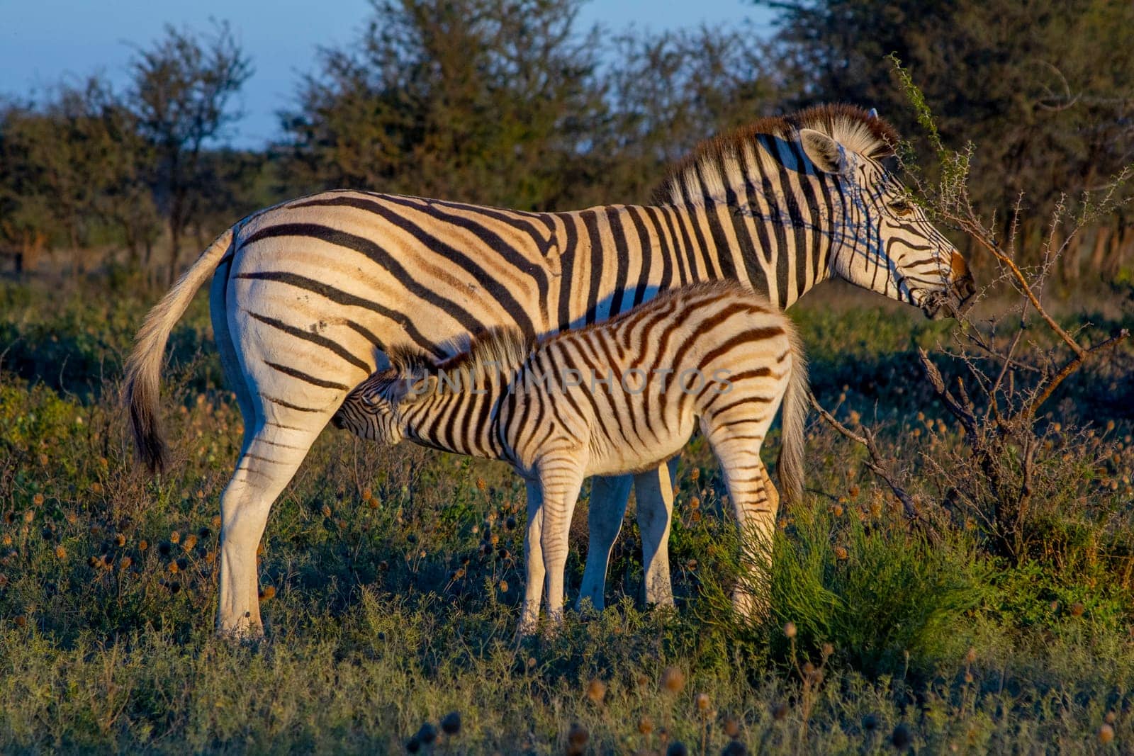Mother Zebra with calf in the African Savannah. Beauty in nature.