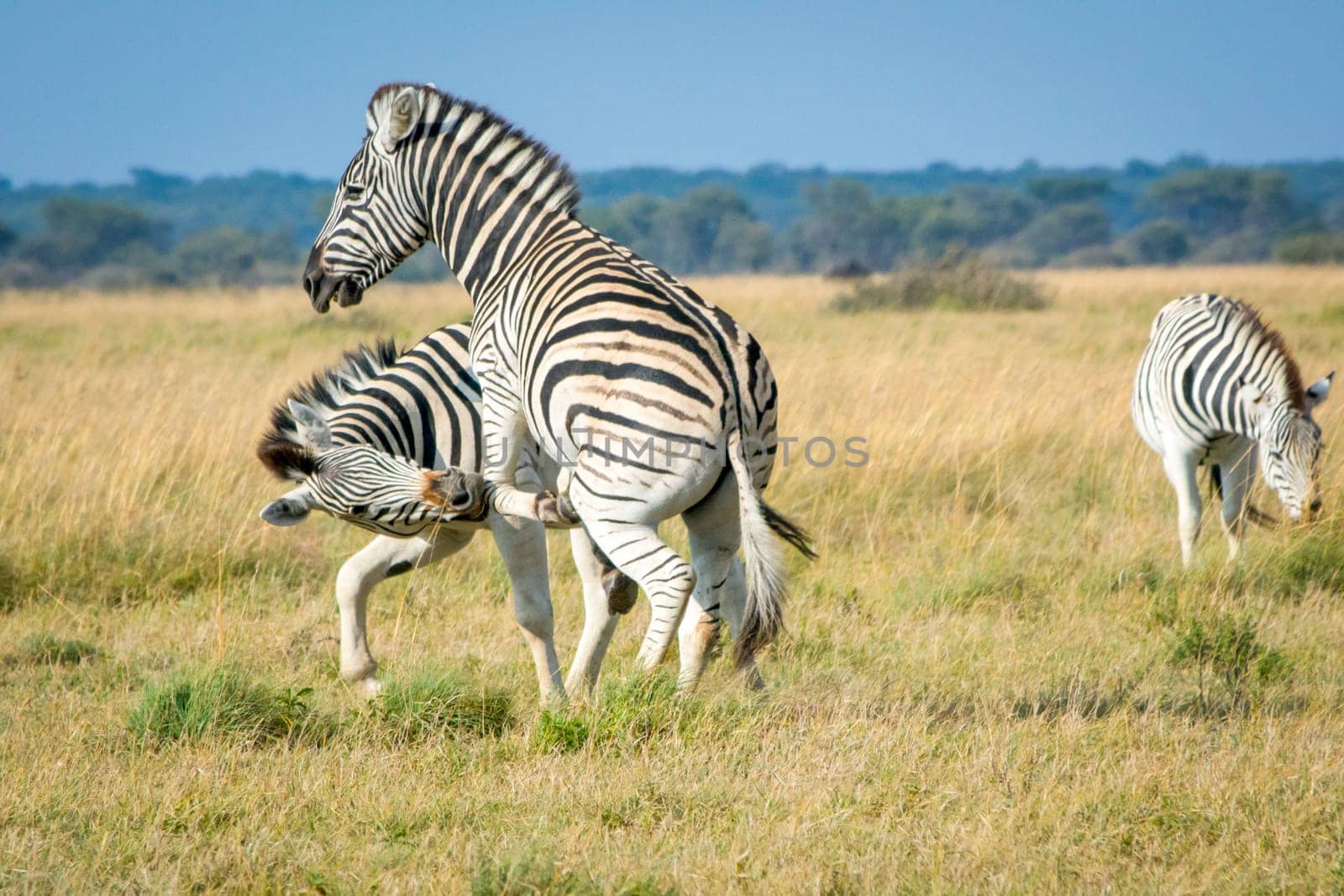 Two zebra's playing with each other in the African Savannah, and having fun. Safari trip, beauty in nature.
