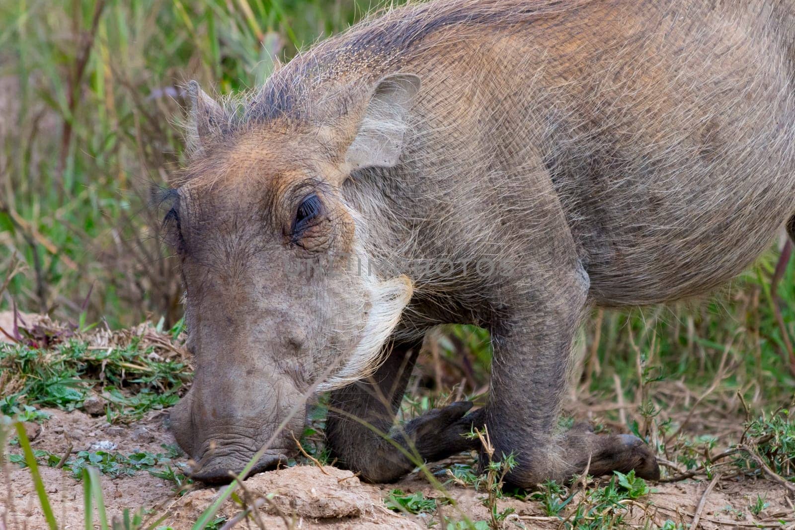Kneeling and grazing warthog Phacochoerus. Animal wildlife