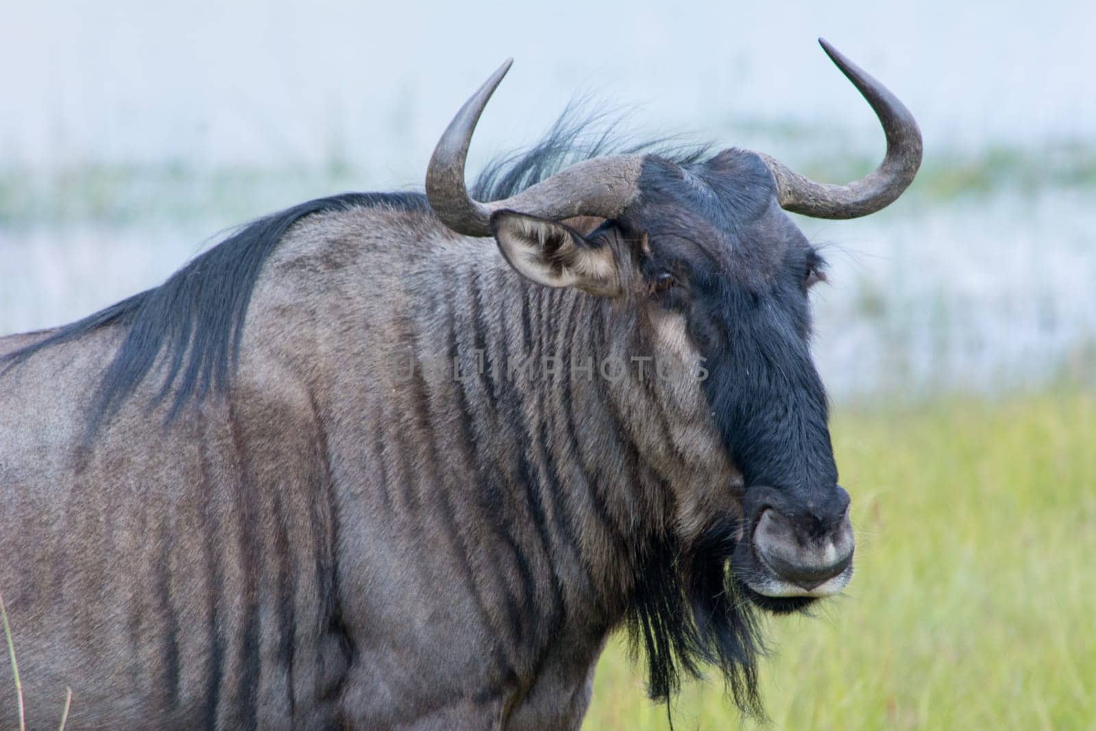 Blue wildebeest (Connochaetes taurinus), also called the common wildebeest, white-bearded wildebeest, or brindled gnu, is a large antelope and one of the two species of wildebeests. Animal Wildlife