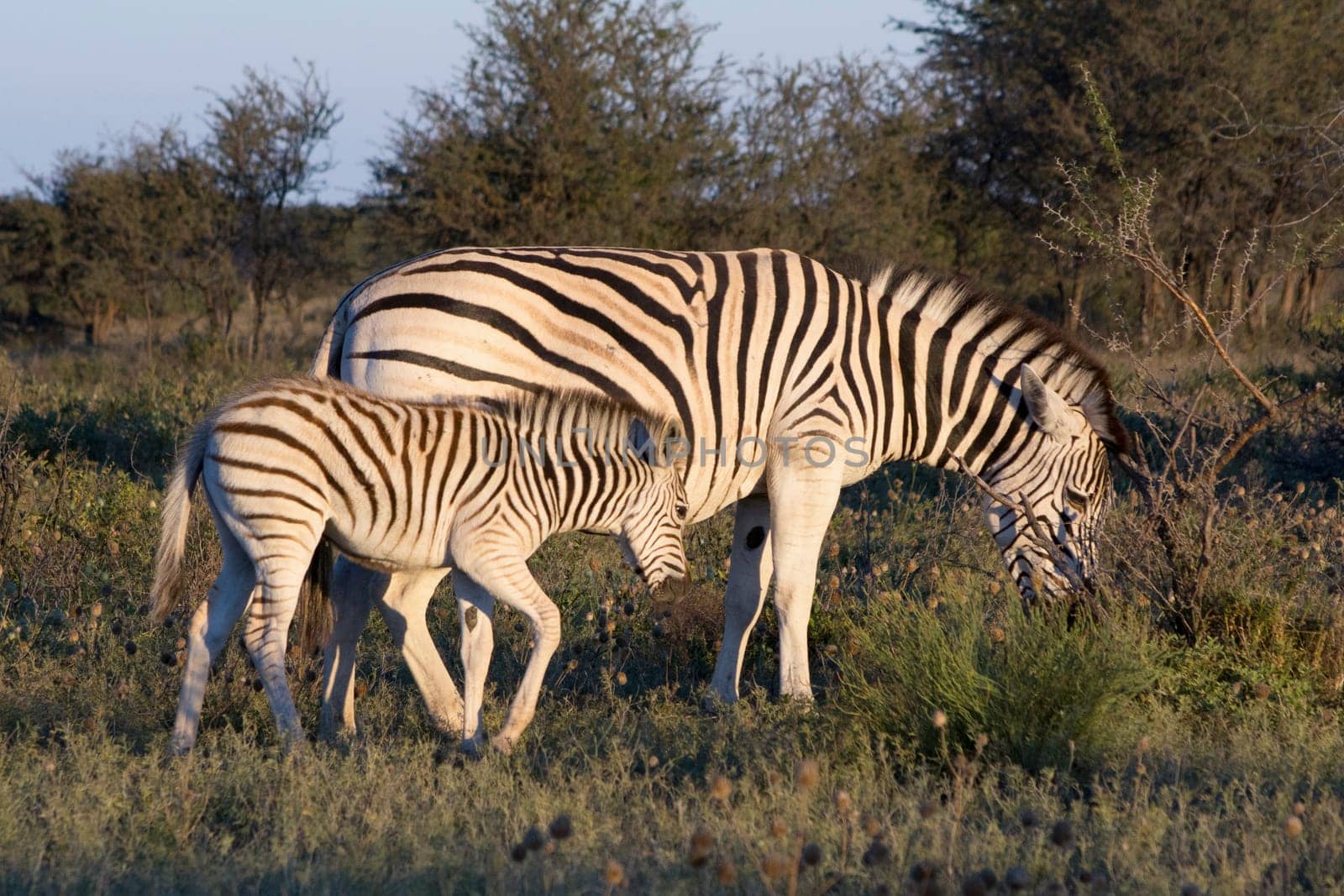Mother Zebra with calf in the African Savannah. Beauty in nature.