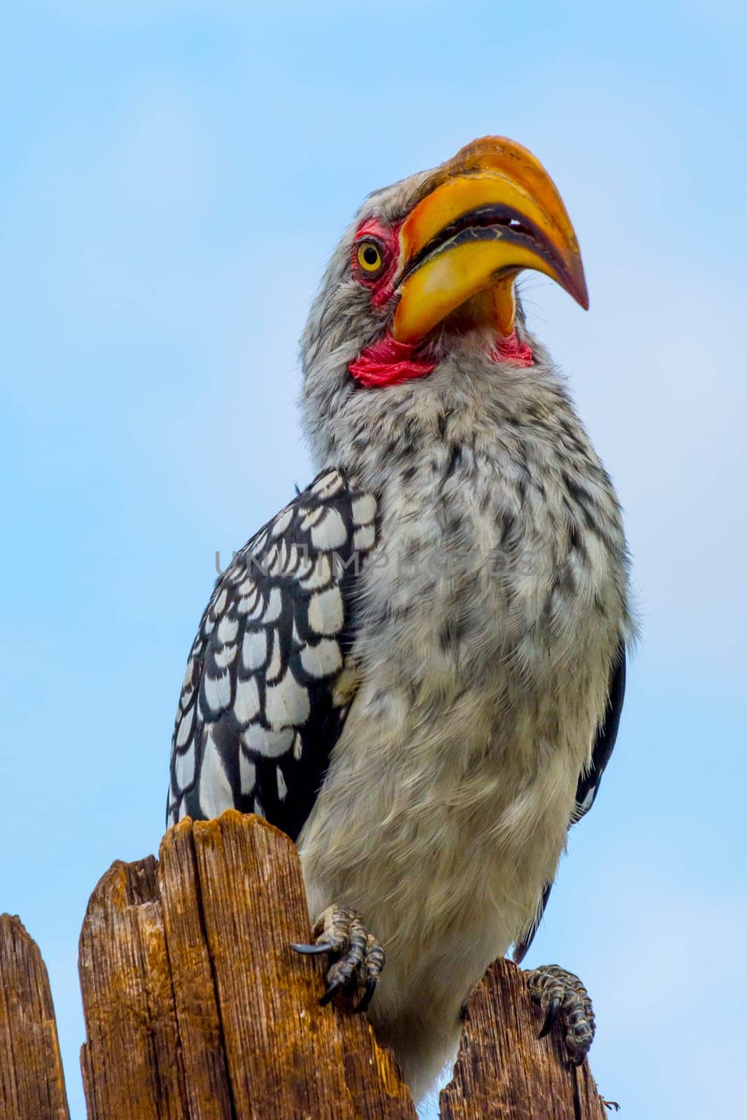 Southern yellow-billed hornbill, close-up with head and beak, sitting on wooden pole. Animal wildlife