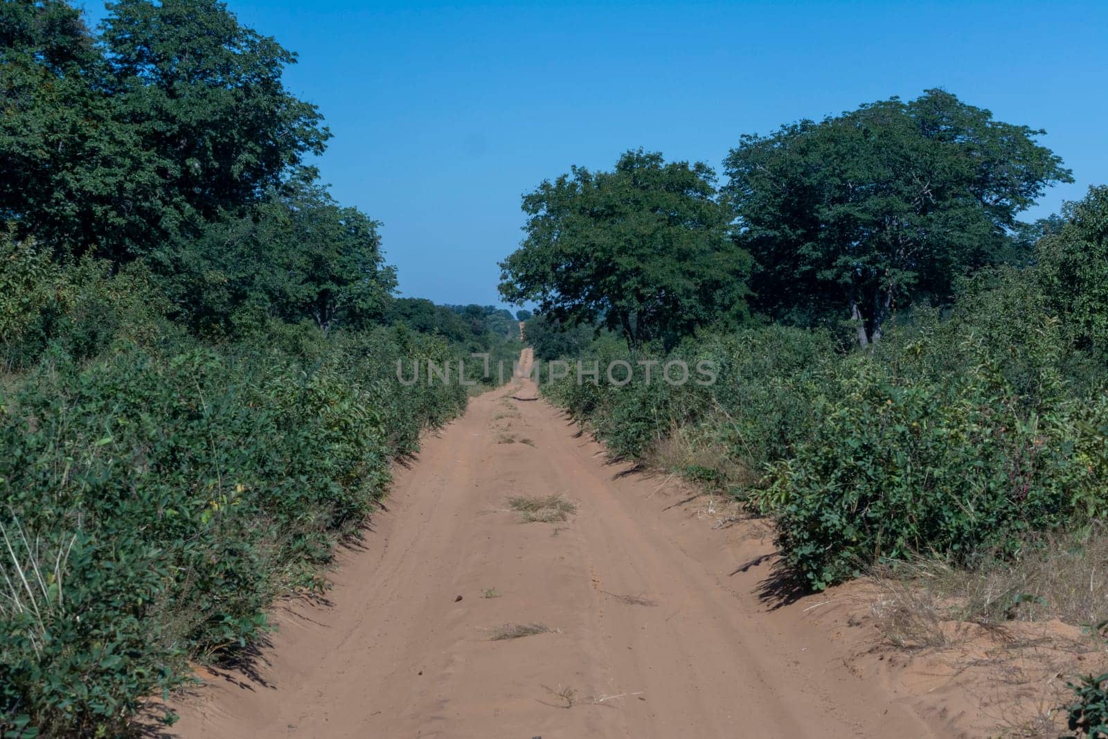 Sand road to Savuti Northern Gate from Kasane, Botswana.