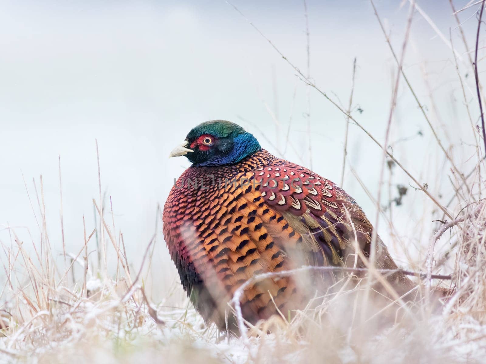 A pheasant fluffed up because of cold weather in winter