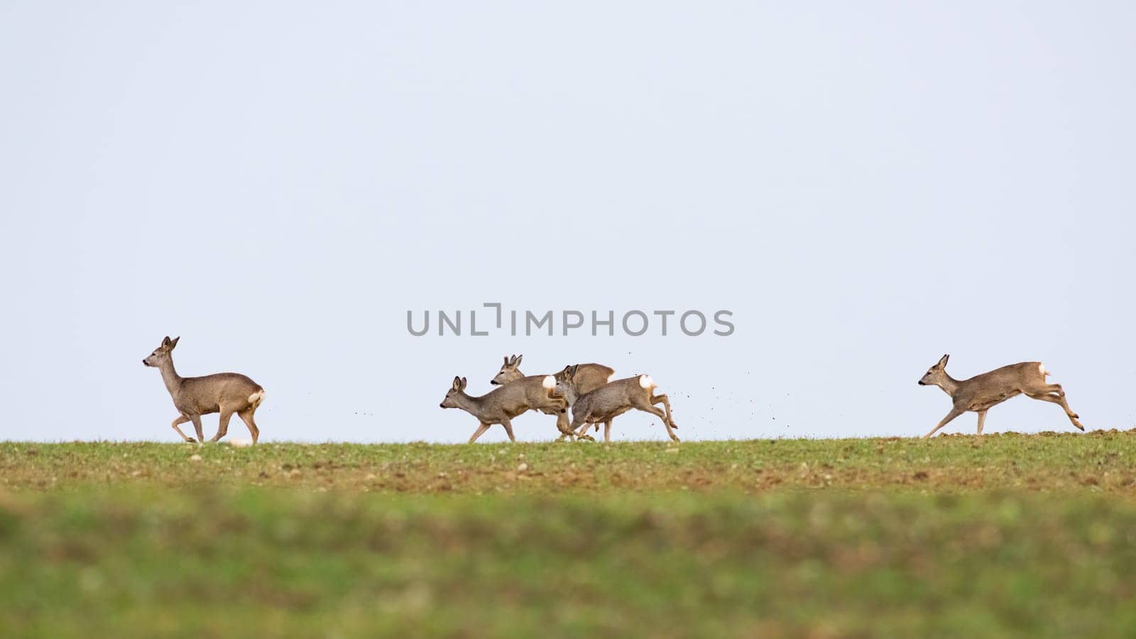 Family of roe deers running on a field