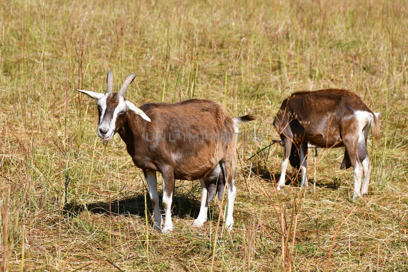 goats in a meadow in high summer temperatures